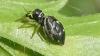 Heliophanus cupreus